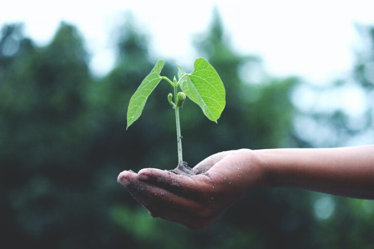 a plant growing in the palm of some ones hand