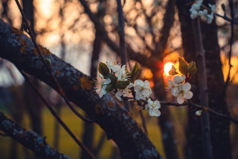 plum blossom